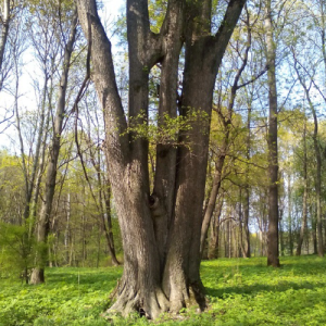 Чудо-дерево-Болотово-2015-05-11